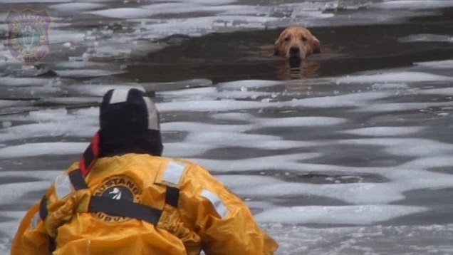 Firefighters approaching the dog